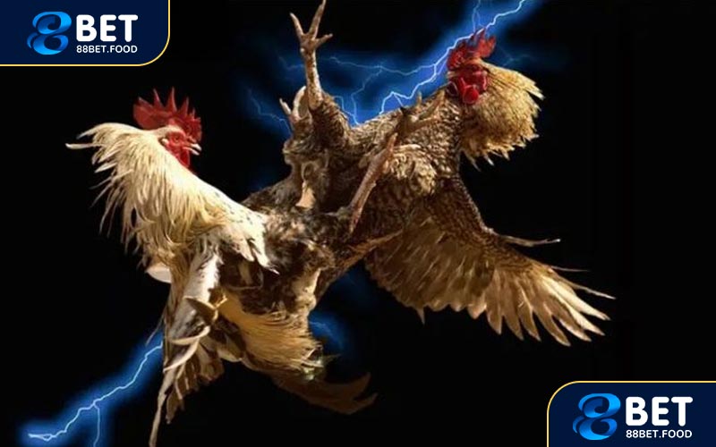 Hướng dẫn tham gia cá cược đá gà 88BET