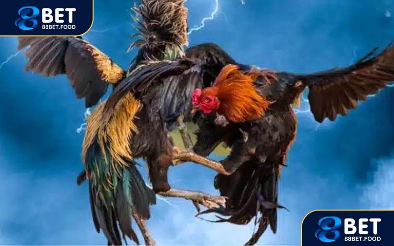 Hướng dẫn tham gia đá gà trực tuyến 88BET