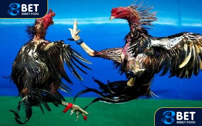 Các hình thức cá cược đá gà 88BET được yêu thích