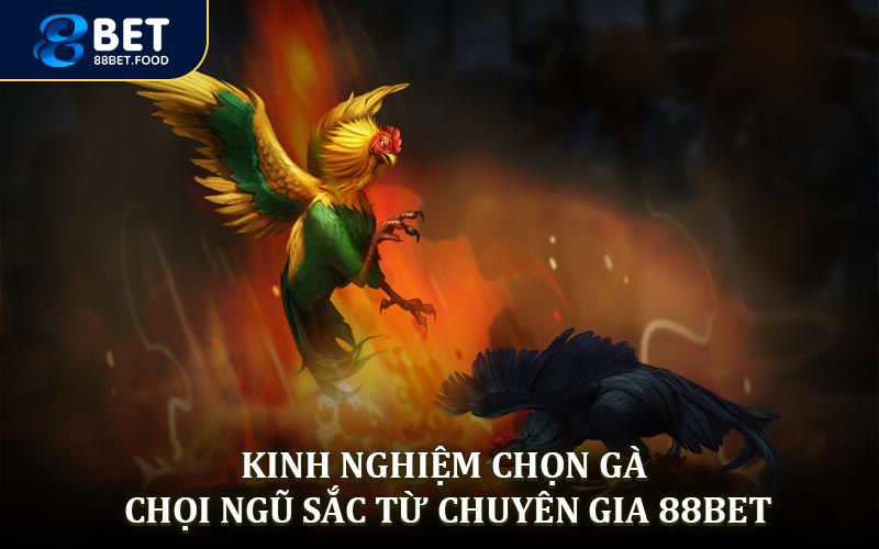 Kinh nghiệm chọn gà chọi ngũ sắc theo các chuyên gia 88BET